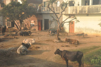 Delhi to Rishikesh Dec 2010